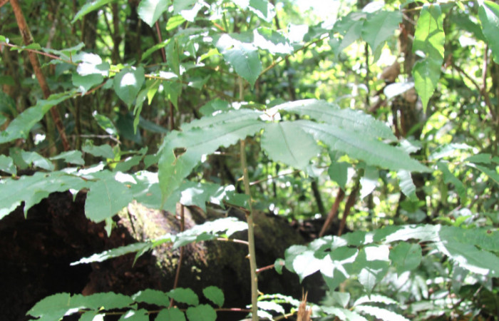 Figura 28.Plantas hospederas <i>Zanthoxylum melanostictum</i> (Rutaceae). Donde se alimentando la larva de <i>Heraclides pallas</i> (Papilionidae), parte enfocada arbusto.