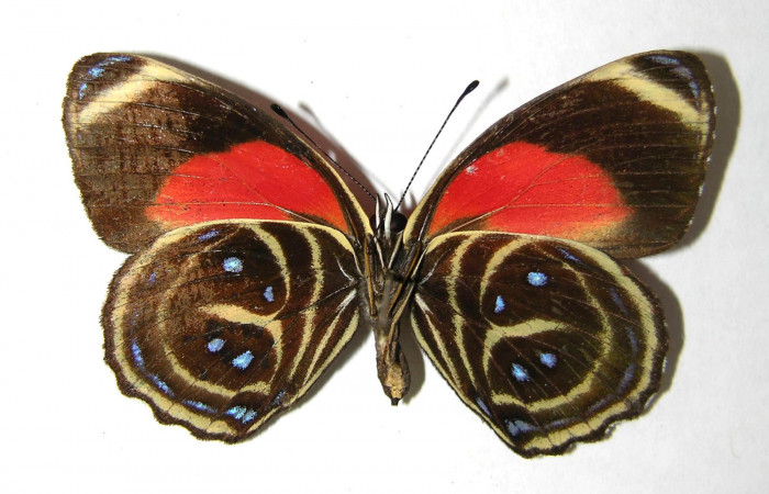 Fig. 2 Adulto ventral <i>Callicore titania</i> (Nymphidae). Pasmompa, Sector Pitilla, 440m. 06-SRNP-31312-DHJ351253.