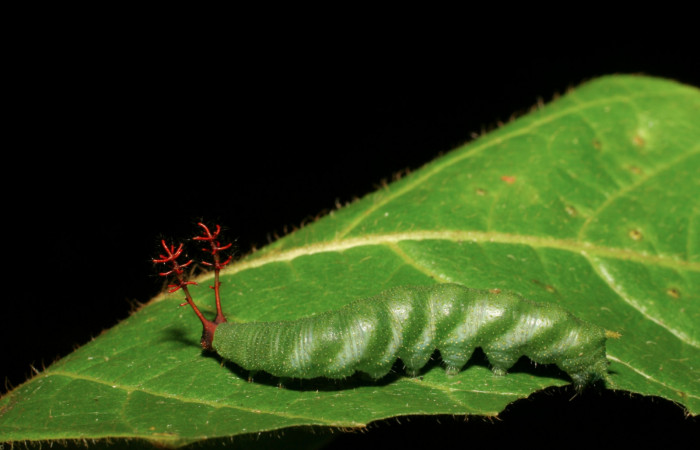  Fig. 3 Larva dorsal entera de <i>Callicore texa</i> (Nymphalidae). Pasmompa, Sector Pitilla. 440m.06-SRNP-31312-DHJ425101.