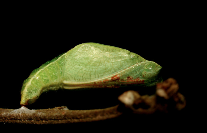  Fig. 5 Larva pupa entera <i>Callicore titania</i> (Nymphalidae). Pasmompa, Sector Pitilla. 440m.08-SRNP-32149-DHJ445801.