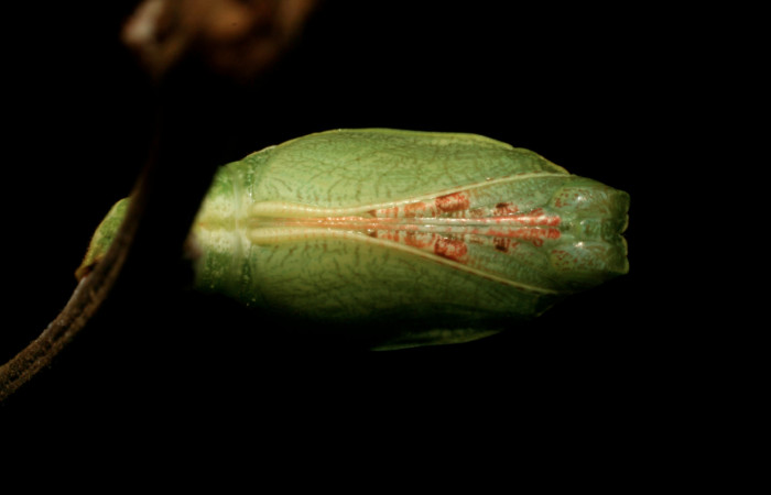  Fig. 6 pupa dorsal entera  <i>Callicore titania</i> (Nymphalidae). Pasmompa, Sector Pitilla. 440m.440m.08-SRNP-32149-DHJ445802
