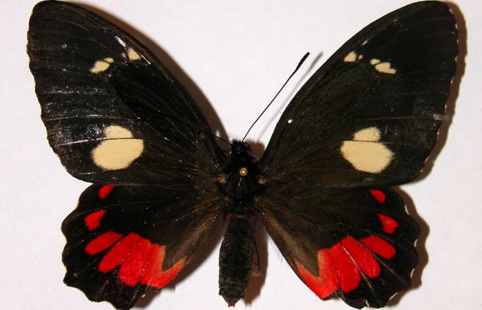 Figura 8. Adulto de <i>Parides childrenae</i> (Papilionidae), hembra vista dorsal, localidad Sendero Abajo Sector Cacao ACG (1020m). Voucher: 00-SRNP-10864-DHJ34418.jpg.