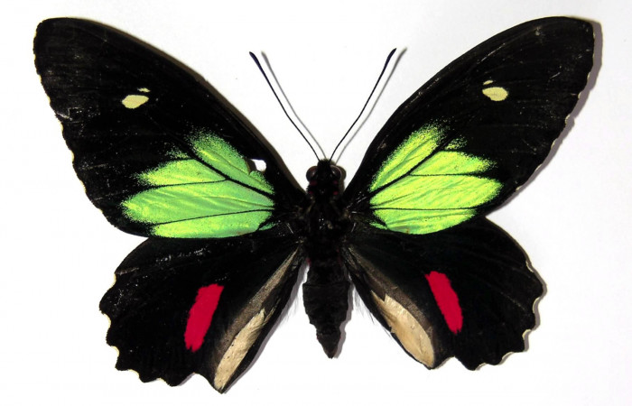 Figura 10. Adulto de <i>Parides childrenae</i> (Papilionidae), macho vista dorsal, localidad Camino Rio Francia Sector Rincón Rain Forest ACG (410m). Voucher: 03-SRNP-11135-DHJ97338.jpg.