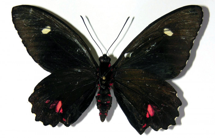 Figura 11. Adulto de <i>Parides childrenae</i> (Papilionidae), macho vista ventral, localidad Camino Rio Francia Sector Rincón Rain Forest ACG (410m). Voucher: 03-SRNP-11135-DHJ97339.jpg.