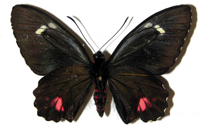 Figura 1. Adulto de <i>Parides childrenae</i> (Papilionidae), macho vista dorsal, localidad Puente Palma Sector San Cristóbal ACG (460m). Voucher: 05-SRNP-3261-DHJ309895.jpg.