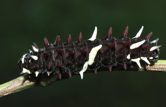 Figura 3. Larva <i>Parides childrenae</i> (Papilionidae), penúltimo estadío (PU) vista dorsal, localidad Medrano Estación Biológica Quica Sector Pitilla ACG (380m). Voucher: 14-SRNP-71959-DHJ726288.jpg.