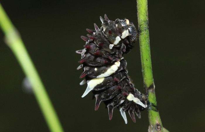 Figura 5. Prepupa de <i>Parides childrenae</i> (Papilionidae), vista lateral, localidad Medrano Estación Biológica Quica Sector Pitilla ACG (380m). Voucher: 14-SRNP-71959-DHJ726342.jpg.