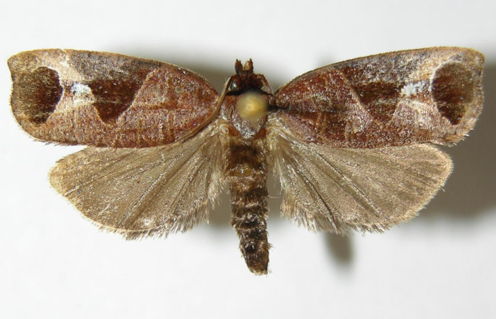 Figura 1. Adulto de <i>Anacrusis ellensatterleeae</i> (macho), vista dorsal. (02-SRNP-9033-DHJ340468).