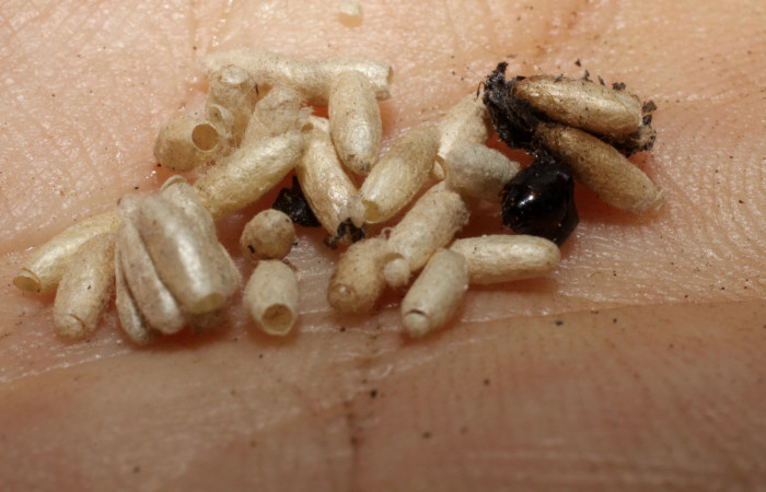 Figura 14. Capullos de Braconidae, <i>Apanteles vannesabrenesae</i> parásito que ataca a la larva <i>Anacrusis ellensatterleeae</i>. (06-SRNP-35922-DHJ467730).