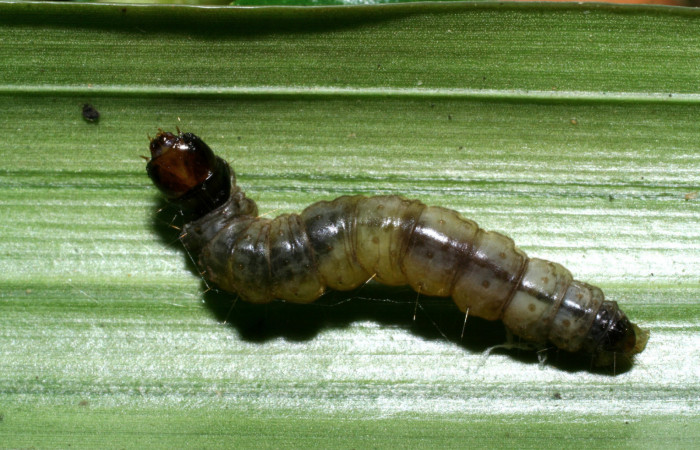 Figura 7. Larva <i>Anacrusis ellensatterleeae</i>, Tortricidae, vista dorsal. (08-SRNP-36394-DHJ441593).