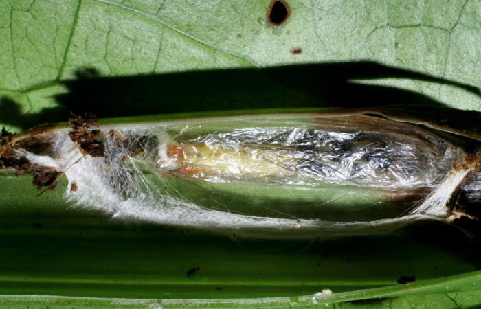 Figura 12. Detalle capullo de la familia Ichneumonidae <i>Zaglyptomorpha auxiliadorae</i>, parásito que ataca a la larva de <i>Anacrusis ellensatterleeae</i>. Voucher: 08-SRNP-36394-DHJ446362).