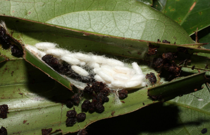 Figura 13.  Capullos de Braconidae, <i>Apanteles vannesabrenesae</i> parásito que ataca a la larva <i>Anacrusis ellensatterleeae</i>. (12-SRNP-35304-DHJ490149).