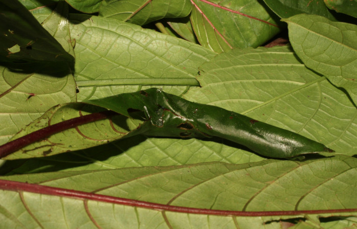 Figura 8. Larva <i>Anacrusis ellensatterleeae</i>, Tortricidae, detalle de la casita. (19-SRNP-35607-DHJ770103).