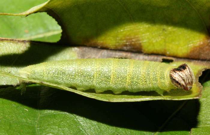 Fig. 1 Larva <i>Cycloglypha thrasibulus</i>, lateral entero último estadio Bullas Sector Pitilla. Voucher 17-SRNP-70514-DHJ733994.jpg.