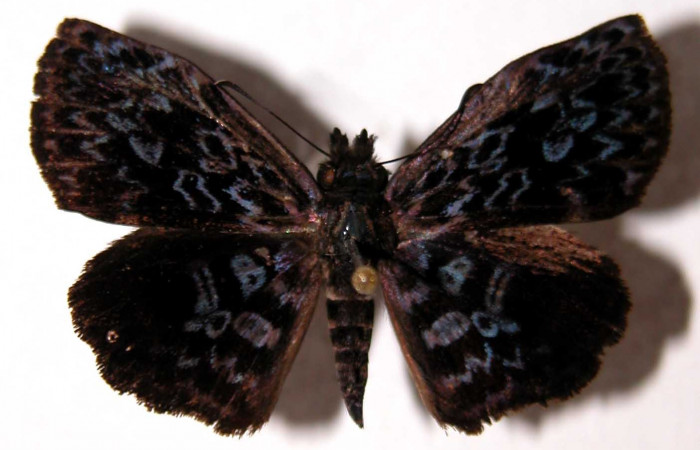 Fig.11 Adulto <i>Cycloglypha thrasibulus</i>. (macho), vista dorsal; miden 32 mm en alas abiertas. Voucher 99-SRNP-18551-DHJ90100.