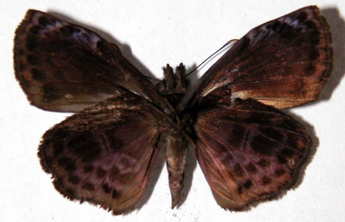 Fig.12 Adulto <i>Cycloglypha thrasibulus</i>. (macho) vista ventral; miden 32 mm en alas abiertas  Voucher 99-SRNP-18551-DHJ90101.