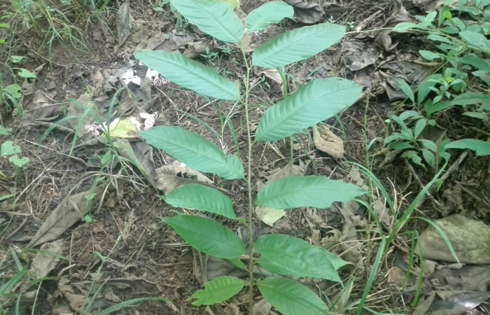 Fig. 3 Planta hospedera Annona rensoniana de larva. <i>Cycloglypha thrasibulus</i> (Hesperiidae)   creciendo en el sendero Finca Esmeralda   fecha 09/17/2020.