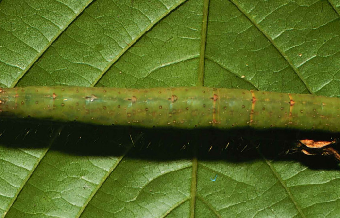 Figura 11. Larva <i>Gorgone integrans</i> (Erebidae). Vista dorsal, último estadío, 54 mm de longitud. Foto: 05 julio 2000. Voucher: 00-SRNP-11785-DHJ54783.jpg.