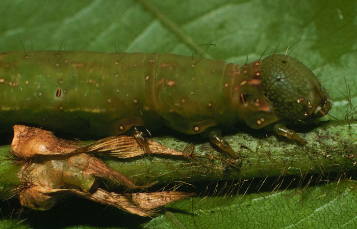 Figura 12. Larva <i>Gorgone integrans</i> (Erebidae). Vista lateral de la cabeza, último estadío, 54 mm de longitud. Foto: 05 julio 2000. Voucher: 00-SRNP-11785-DHJ54785.jpg.