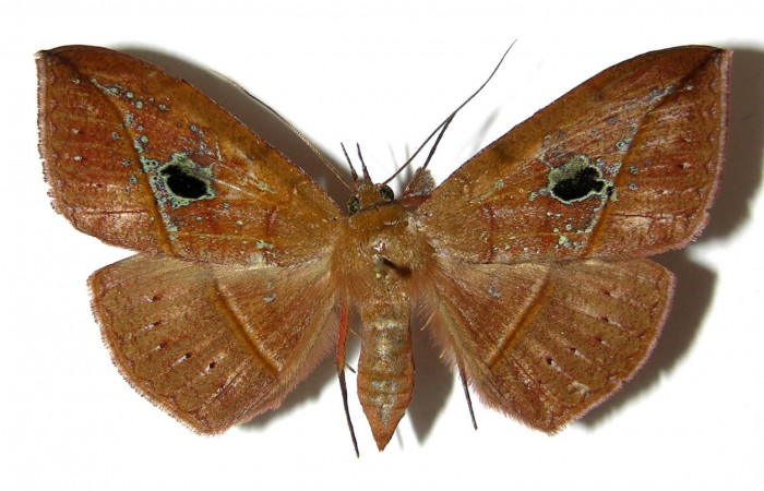 Figura 3. Adulto <i>Gorgone integrans</i> (Erebidae). Vista dorsal, envergadura alar del hembra 58 mm de longitud. Voucher: 05-SRNP-33646-DHJ329000.jpg. Bin: BOLD:AAB9198.