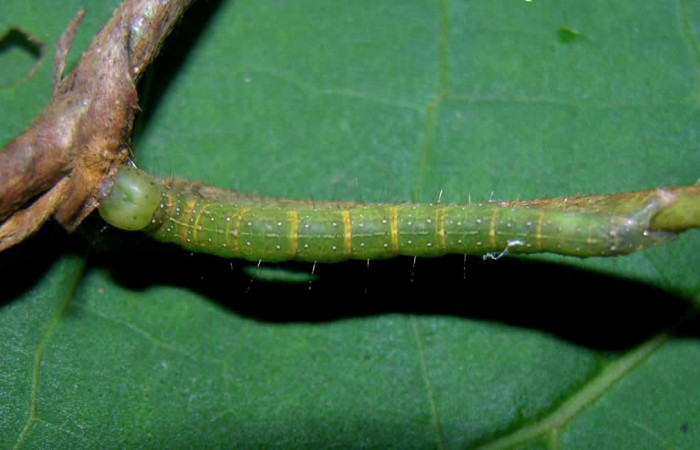 Figura 9. Larva <i>Gorgone integrans</i> (Erebidae). Vista dorsal, penúltimo estadío, 30 mm de longitud. Foto: 07 setiembre 2015. Voucher: 05-SRNP-33646-DHJ423328.jpg.