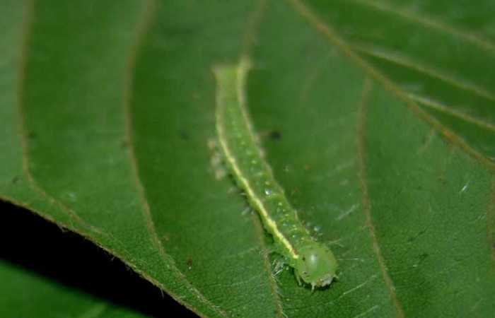 Figura 6. Larva <i>Gorgone integrans</i> (Erebidae). Cabeza de frente, tercer estadío, 25 mm de longitud. Foto: 07 setiembre 2015. Voucher: 05-SRNP-33647-DHJ424092.jpg.