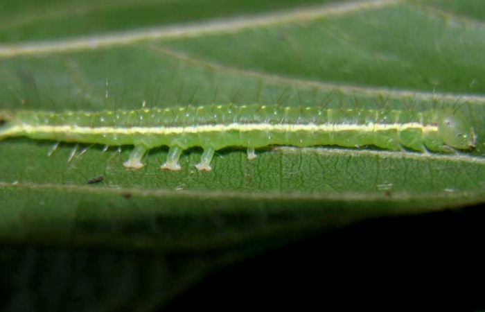 Figura 5. Larva <i>Gorgone integrans</i> (Erebidae). Vista lateral, tercer estadío, 25 mm de longitud. Foto: 07 setiembre 2015. Voucher: 05-SRNP-33647-DHJ424095.jpg.