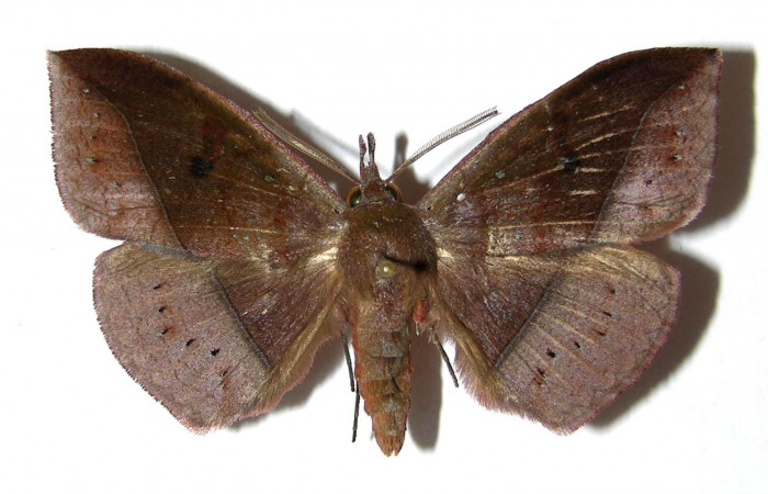 Figura 1. Adulto <i>Gorgone integrans</i> (Erebidae). Vista dorsal, envergadura alar del macho 52 mm de longitud. Voucher: 05-SRNP-43258-DHJ329008..jpg. Bin: BOLD:AAB9198.