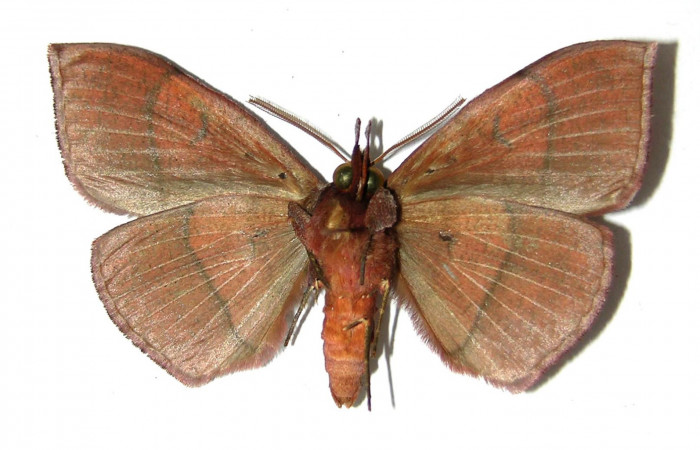 Figura 2. Adulto <i>Gorgone integrans</i> (Erebidae). Vista ventral, envergadura alar del macho 52 mm de longitud. Voucher: 05-SRNP-43258-DHJ329009.jpg. Bin: BOLD:AAB9198.