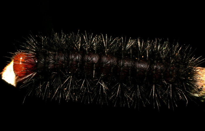  Larva en posición dorsal de <i>Ammalo helops</i> (Erebidae), PU estadio. Sector Rincon Rain Forest, Estación Biológica Caribe, Laureles. Voucher 07-SRNP-40329-DHJ420209.jpg.