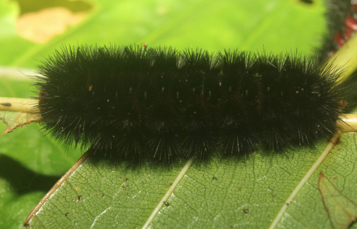  Larvas de en posición dorsal <i>Ammalo helops</i> (Erebidae), U estadio. Sector Pitilla, Estación Quica. Voucher 17-S RNP-72874-DHJ741497.jpg.
