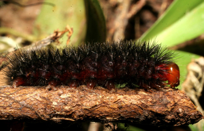  Larva en posición lateral de <i>Ammalo helops</i> (Erebidae), PU estadio. Sector Rincon Rain Forest, Estación Biológica Caribe, Laureles. Voucher 07-SRNP-40329-DHJ420208.jpg.