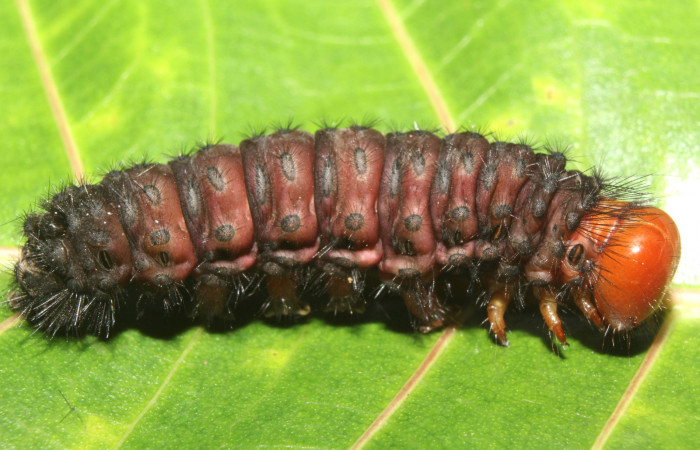  Prepupa en posición lateral de <i>Ammalo helops</i> (Erebidae). Sector Pitilla, Estación Quica. Voucher 17-SRNP-73337-DHJ741524.jpg.