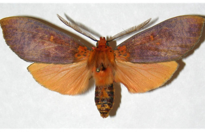  Adulto macho en posición dorsal de <i>Ammalo helops</i> (Erebidae). Sector Horizontes, Quebrada San Pancho. Voucher 04-SRNP-12554-DHJ316948.  