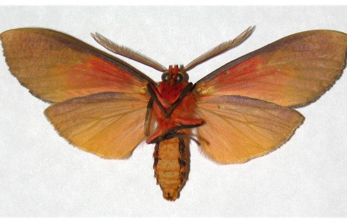  Adulto macho en posición ventral de <i>Ammalo helops</i> (Erebidae). Sector Horizontes, Quebrada San Pancho. Voucher 04-SRNP-12554-DHJ316949.  