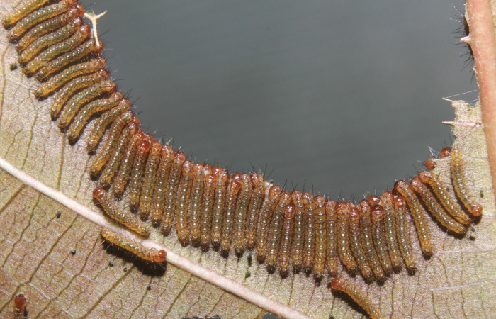  Grupo de larva de <i>Ammalo helops</i> (Erebidae), I estadio. Sector Pitilla, Estación Quica. Voucher 17-SRNP-72874-DHJ741208.jpg.