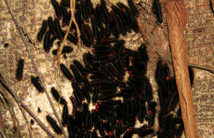  Grupo de larva de <i>Ammalo helop</i>s (Erebidae), PU estadio. Sector Rincon Rain Forest, Estación Biológica Caribe, Laureles. Voucher 07-SRNP-40329-DHJ420207.jpg.