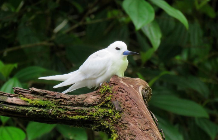 Parque Nacional Isla del Coco  Agosto 2020  Foto: Guillermo Blanco Segura