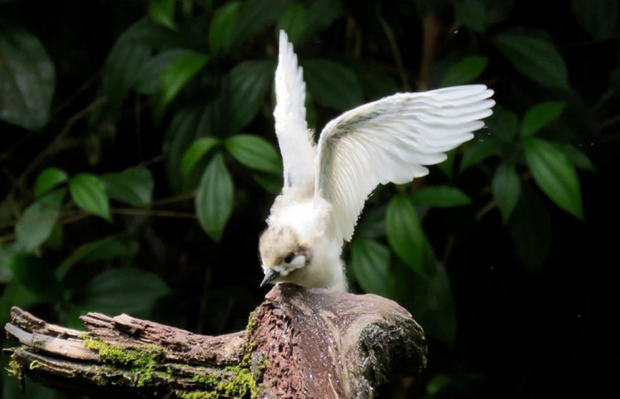 Parque Nacional Isla del Coco  Agosto 2020  Foto: Guillermo Blanco Segura