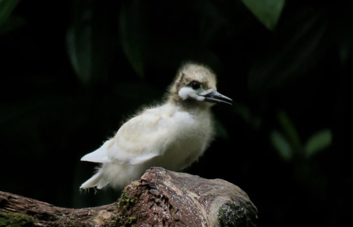 Parque Nacional Isla del Coco  Agosto 2020  Foto: Guillermo Blanco Segura