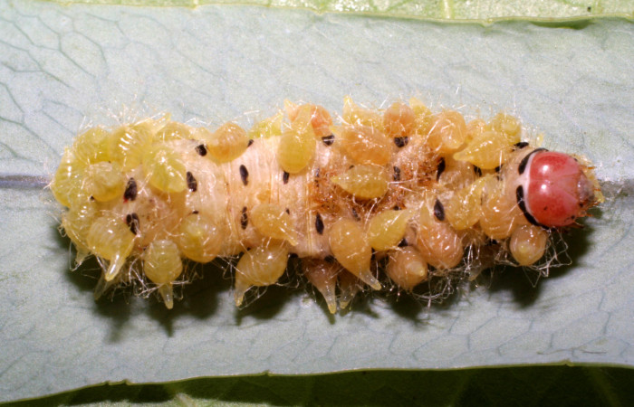 Figura 12. Capullos de parásitos <i>Euplectrus eowilsoni</i> (Eulophidae) que ataca <i>Argyrosticta vauaurea</i> (Noctuidae), localidad Brisanta, Sector Brasilia ACG (290m). Voucher: 07-SRNP-65277-DHJ433907.jpg.