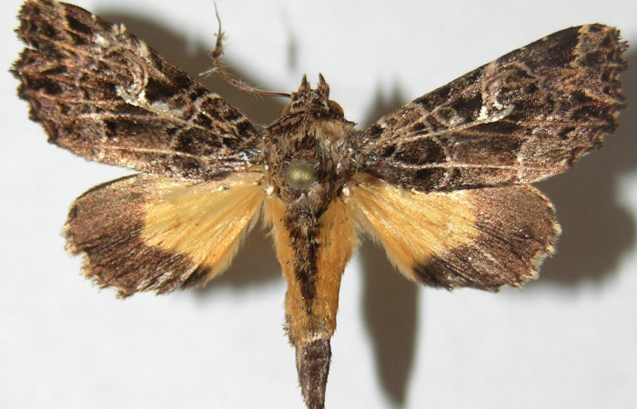 Figura 8. Adulto de <i>Argyrosticta vauaurea</i> (Noctuidae), vista dorsal, localidad Piedrona, Sector Brasilia ACG (340m). Voucher: 08-SRNP-65687-DHJ397044.jpg.