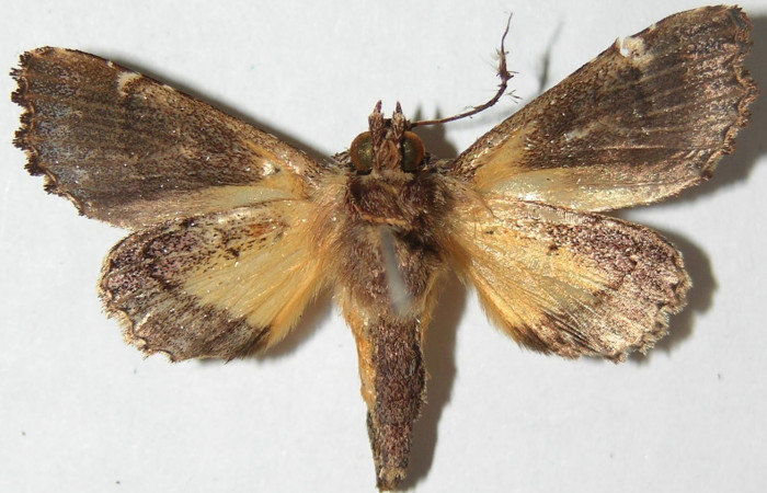 Figura 9. Adulto de <i>Argyrosticta vauaurea</i> (Noctuidae), vista ventral, localidad Piedrona, Sector Brasilia ACG (340m). Voucher: 08-SRNP-65687-DHJ397045.jpg.