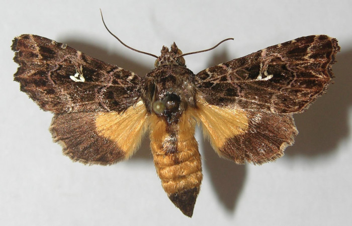 Figura 1. Adulto de <i>Argyrosticta vauaurea</i> (Noctuidae), vista dorsal, localidad Estación Biológica Quica, Sector Pitilla ACG (470m). Voucher: 10-SRNP-71847-DHJ539198.jpg.
