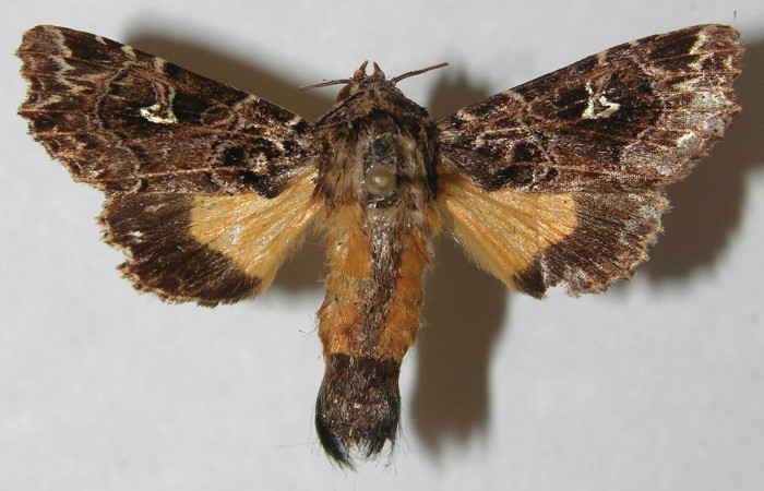 Figura 10. Adulto de <i>Argyrosticta vauaurea</i> (Noctuidae), vista dorsal, localidad Quebradona Estación Biológica Quica, Sector Rincón Pitilla ACG (475m). Voucher: 11-SRNP-71403-DHJ554108.jpg.