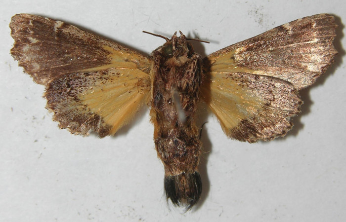 Figura 11. Adulto de <i>Argyrosticta vauaurea</i> (Noctuidae), vista ventral, localidad Quebradona Estación Biológica Quica, Sector Pitilla ACG (475m). Voucher: 11-SRNP-71403-DHJ554109.jpg.