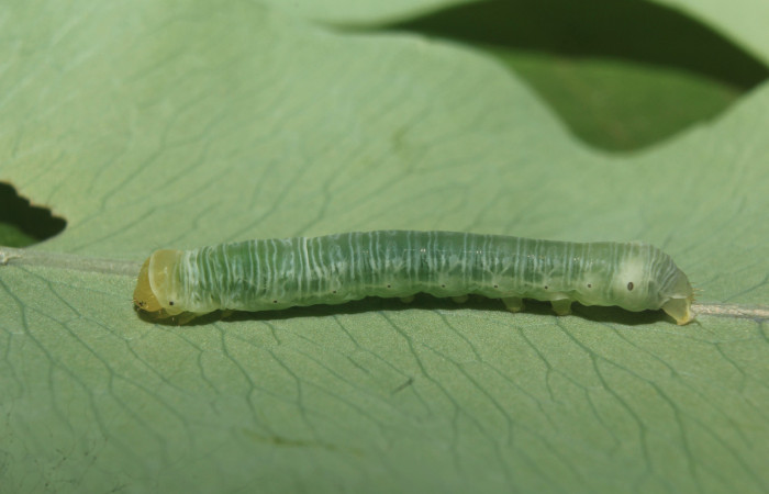 Figura 2. Larva <i>Argyrosticta vauaurea</i> (Noctuidae), tercer estadío (PPU) vista dorsal, localidad Quebradona, Estación Biológica Quica Sector Pitilla ACG (475m). Voucher: 19-SRNP-70830-DHJ751210.jpg.
