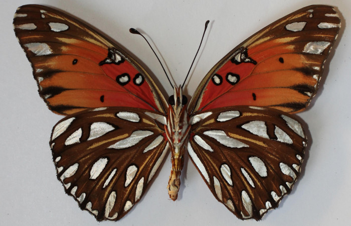 Fig. 2 Adulto hembra <i>Agraulis vanillae</i> (Nymphalidae), vista dorsal mide 74mm. Finca Esmeralda, Sector Rincon Rain Forest 123m. 12-SRNP-77666-DHJ583651.