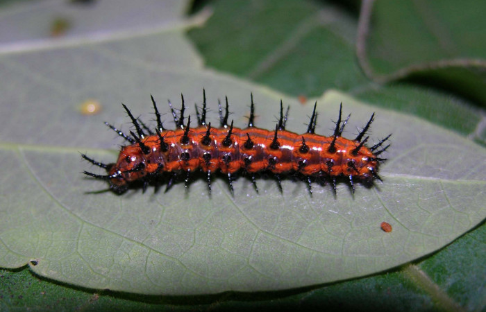 Fig. 5 Larva lateral entera <i>Agraulis vanillae</i> (Nymphalidae), mide 21mm Pasmompa Sector Pitilla 440m. 05-SRNP-30448-DHJ405622.