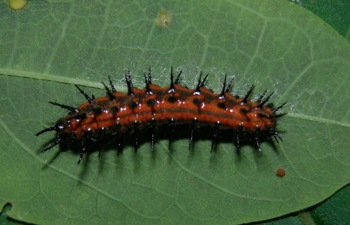 Fig. 6 Larva dorsal entera <i>Agraulis vanillae</i> (Nymphalidae), mide 21mm Pasmompa Sector Pitilla 440m. 05-SRNP-30448-DHJ405623.